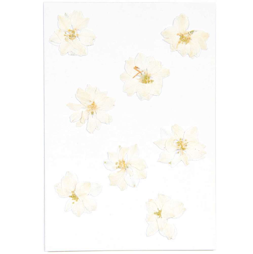 500063_1_ml Rico Design - Fleurs pressées, delphinium blanc, 8 pcs – Image 1