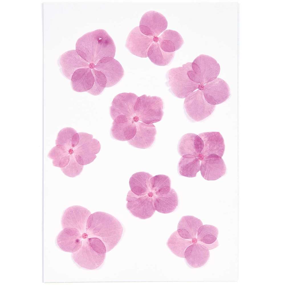 500067_1_ml Rico Design - Fleurs pressées, hortensia rose, 9 pcs – Image 1