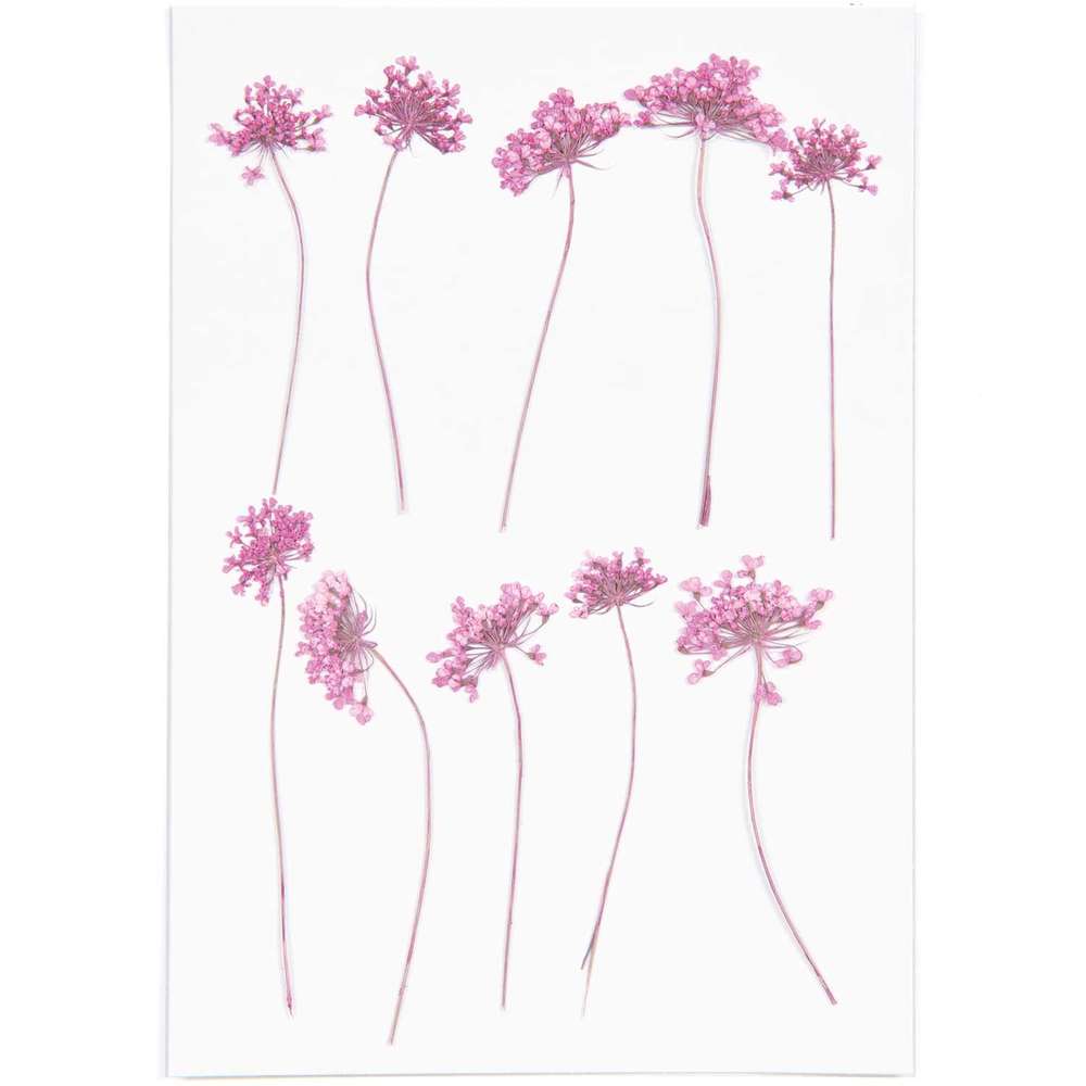 500076_1_ml Rico Design - Fleurs pressées, ammi rose, 6 pcs – Image 1