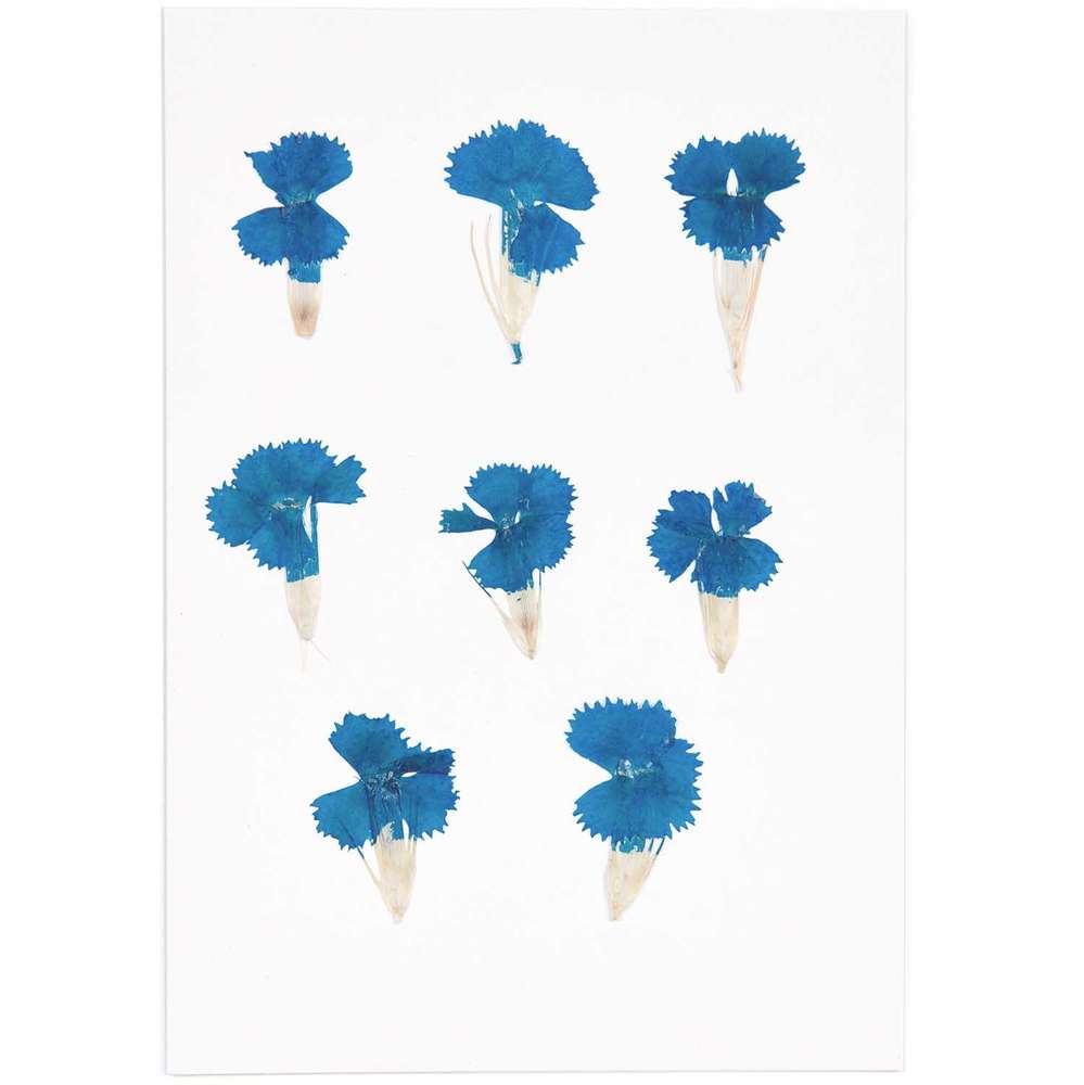 500077_1_ml Rico Design - Fleurs pressées, dianthus chinois bleu, 6 pcs – Image 1