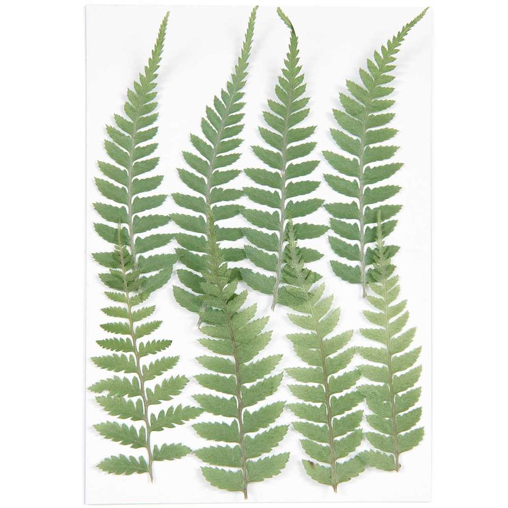 500078_1_ml Rico Design - Plantes pressées, petite fougère, 8 pcs – Image 1