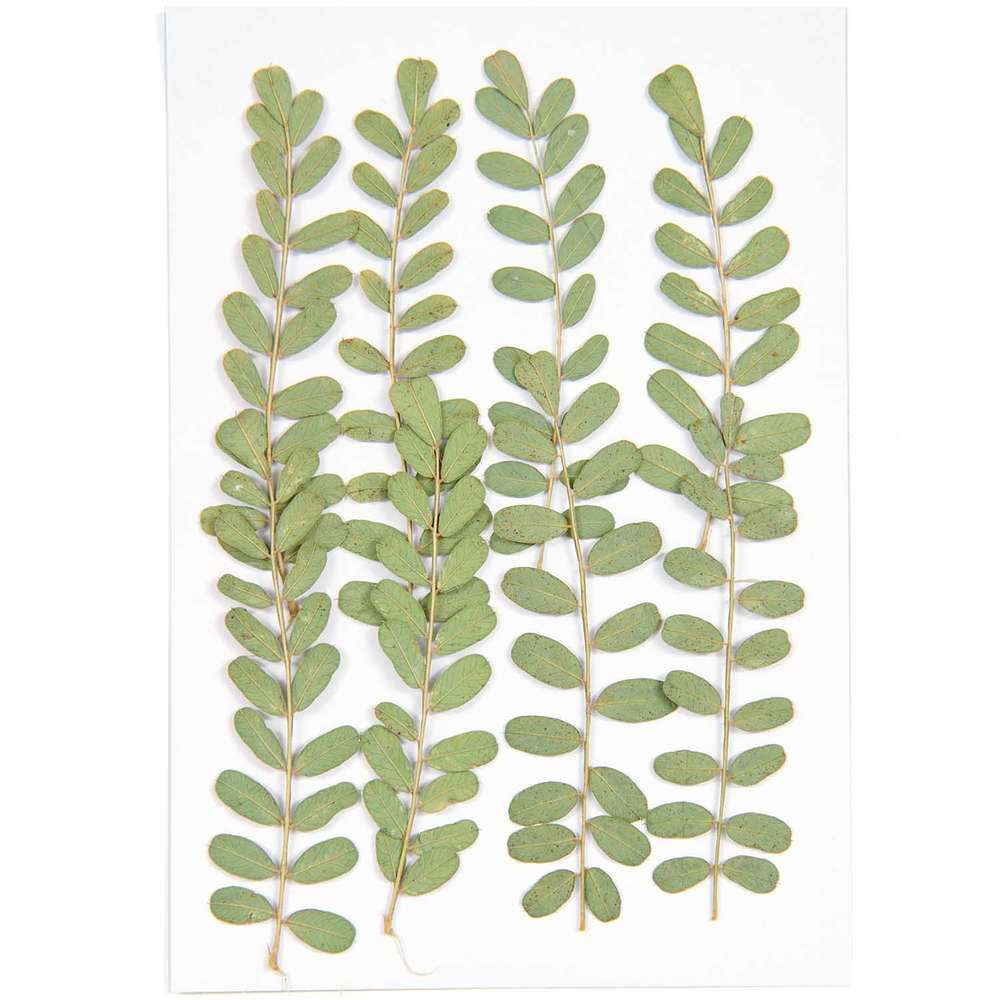 500079_1_ml Rico Design - Plantes pressées, oeillet, 8 pcs – Image 1