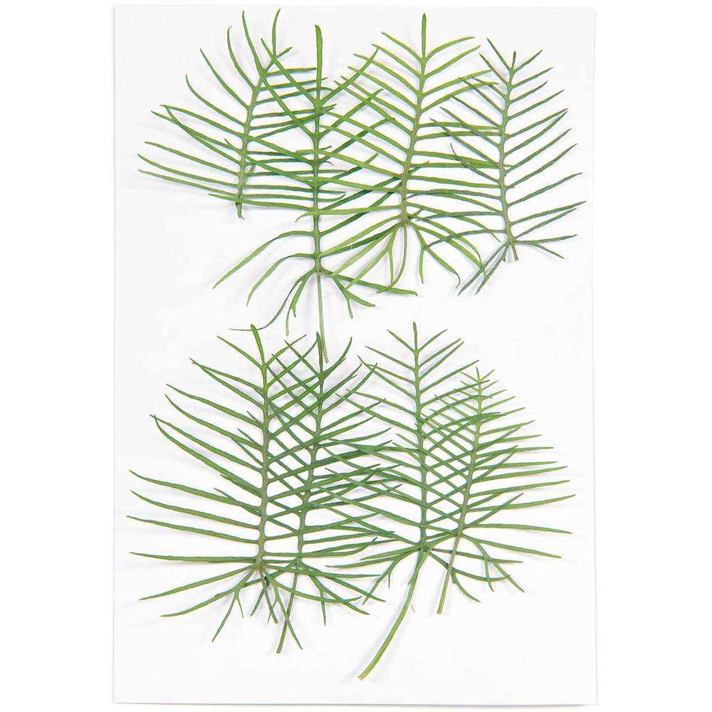 500080_1_ml Rico Design - Plantes pressées, Ipomées, 6 pcs – Image 1
