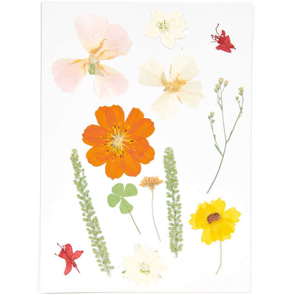 500084_1_ml Rico Design - Fleurs pressées, set mixte nature orange 13 pcs – Image 1