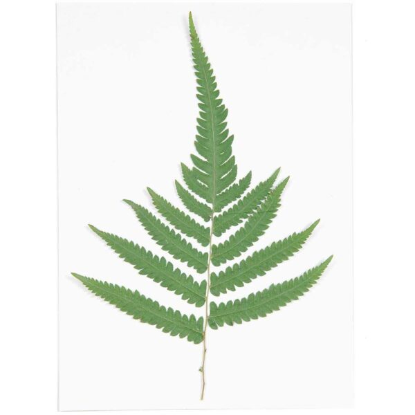 Rico Design - Plante pressée grosse fougère, 1 pc