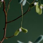 Pendentif branche de gui et baies en feutrine vert sauge 701678 - Rico Design – Image 3